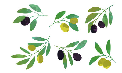 Poster - Olive Tree Branches Collection, Eco Healthy Organic Product Vector Illustration Vector Illustration