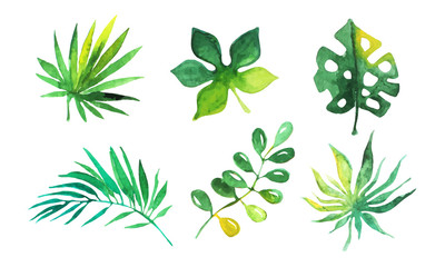 Poster - Palm Leaves Collection, Beautiful Tropical Exotic Plants Watercolor Hand Drawn Vector Illustration