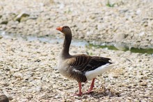 CLOSE-UP OF Goose ON RIVERBANK