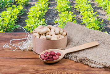 Wall Mural - Peeled and unshelled peanuts against the nuts planting, in selective focus