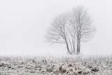 Fototapeta  - Puste drzewo w zamglony zimowy poranek