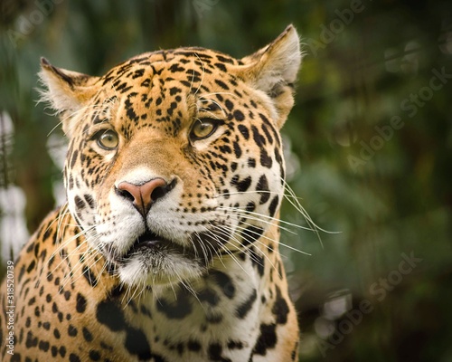 Close-Up Of Jaguar Looking Away Tableau sur Toile