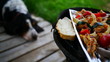 Głodny pies rasy Basset Hound patrzy na grill z warzywami, chlebem, kurczakiem i mięsem. W tle zieleń, trawa, krajobraz wakacyjny, urlopowy. Taras domku letniskowego.