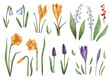 Big set of spring flowers painted in watercolor. Hand-drawn may-lilies, snowdrops, crocuses, narcissus, mouse hyacinth. Botanical illustration for invitations, cards and diy projects.