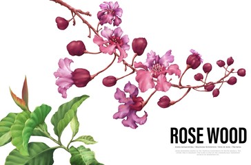 aniba rosodora, pink flower of rosewood tree in colourful illustration, isolated on white background