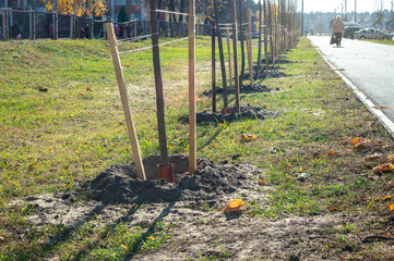 Wall Mural - Alley of planted maple tree seedlings along the sidewalk