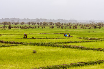 Malagasy farmers working rice