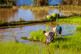 Fototapeta  - Malagasy farmers working rice