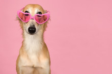 Portrait of a cute silken windsprite peaking over its pink heart shaped glasses on a pink background