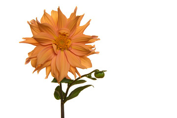 Wall Mural - Single blooming orange chrysant flower with stem isolated on a white background