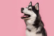 Portrait of a siberian husky looking up with mouth open on a pink background
