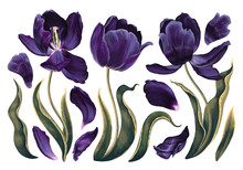 Set Of Floral Elements With Dark Violet, Navy Blue Tulips Flowers Leaves And Petals. Hand Drawn, Vector, Realistic Flowers For Wedding Invitation, Patterns, Wallpapers, Fabric, Wrapping Paper, Print