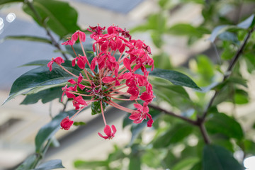 Flower detail. Selective focus on flower petals