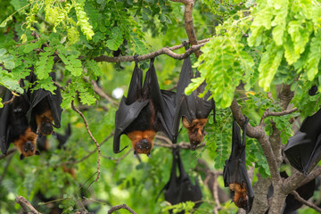 Wall Mural - Bats hanging on a tree branch ,bats are among the carriers of the coronavirus epidemic ravaging China