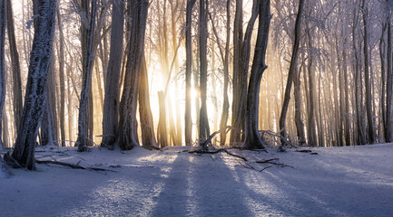 Wall Mural - Sunset in winter forest with mist rays, tree ladnscape