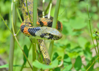 Canvas Print - Snake (Rhabdophis tigrina) 28