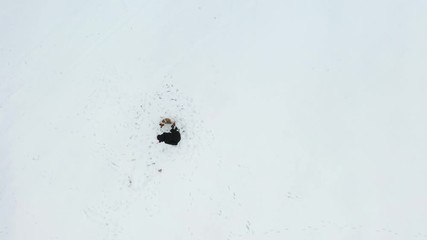 Wall Mural - Woman in white snow with her dog, drone view.