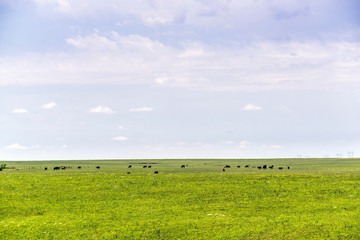 Wall Mural - Flint Hills