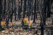 Australian bushfires aftermath: grass trees recovering after severe fire damage. Many of australian plant species can survive bushfires and re-sprout again