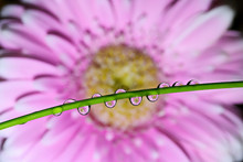 Water Drops On A Green Twig Of A Plant. The Drops Reflect Pink Flowers Of The Gerbera. Focus On Water Drops, The Flower In The Background Is Blurred. Close Up, Selective Focus.