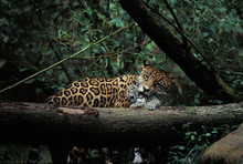 JAGUAR Panthera Onca
