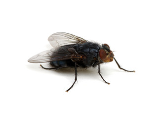fly isolated on a white