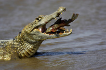 CAIMAN A LUNETTES Caiman Crocodilus