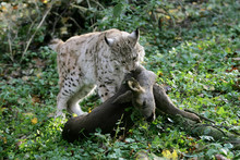 LYNX BOREAL  Felis Lynx