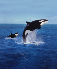 Wall Mural - orque epaulard orcinus orca