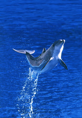 Wall Mural - grand dauphin tursiops truncatus