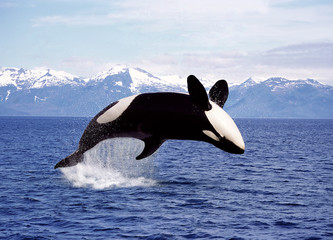 Wall Mural - orque epaulard orcinus orca