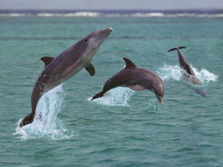 Wall Mural - grand dauphin tursiops truncatus