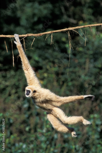 Fotografía GIBBON A MAINS BLANCHES hylobates lar