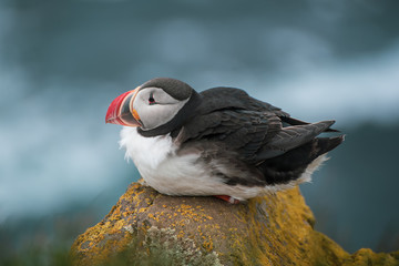 Wall Mural - Single atlantic puffin