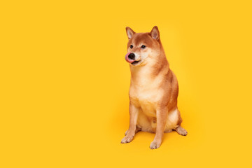 Happy shiba inu dog on yellow. Red-haired Japanese dog smile portrait