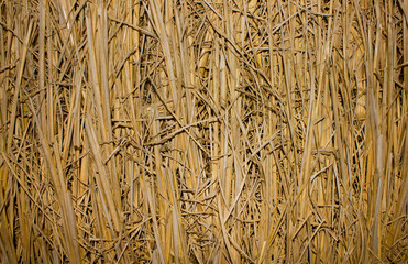 Straw in the fields  plant nature