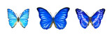 Fototapeta Motyle - Hand drawn set of watercolor butterflies Morpho Aega isolated on white