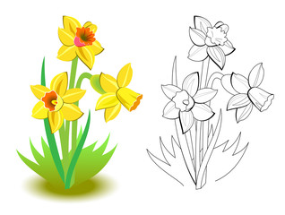Wall Mural - Colorful and black and white pattern for coloring. Illustration of spring yellow daffodils flowers in the garden. Greetings with women day. Worksheet for coloring book for children and adults.