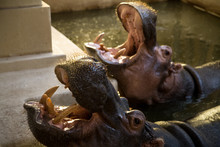 Close-Up Of Hippopotamus In Pond At Zoo