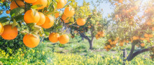 Orange Trees Plantations