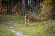 portrait of beautiful young long haired female german shepherd dog running with stick on the road in daytime in autumn forest	
