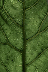 A Ficus Lyrata Leaf in the sunlight (1/2)