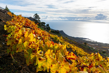 Terraced vineyards located on mountains slopes near village Fuencaliente, south wine production region on La Palma island, Canary, Spain