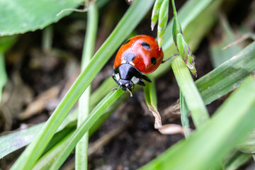 ladybird on a leaf