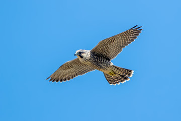 Wall Mural - Peregrine Falcon Flying