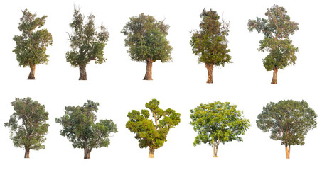 Wall Mural - Set Tree