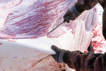 Processing Cows For Meat In The Countryside. Skinning A Cow Carcass, Close-up.