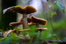 Close-Up Of Wet Mushrooms Growing In Forest