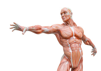 Wall Mural - muscleman anatomy heroic body is trying to reach in white background