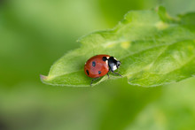 Ladybug On A Green Leaf Close Up